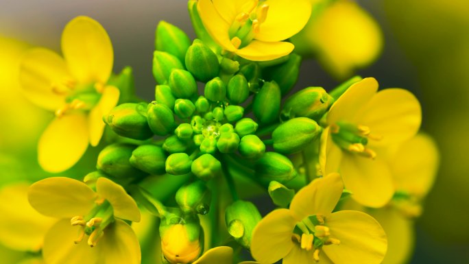 油菜花油菜花节A