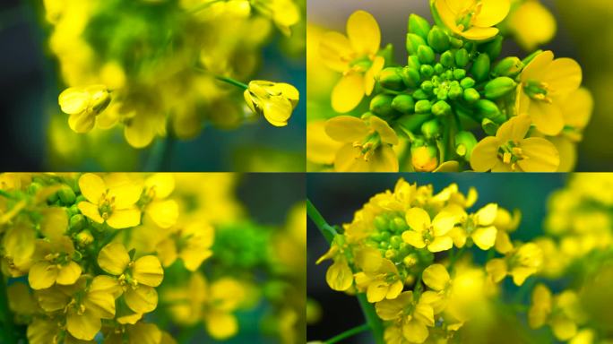 油菜花油菜花节A