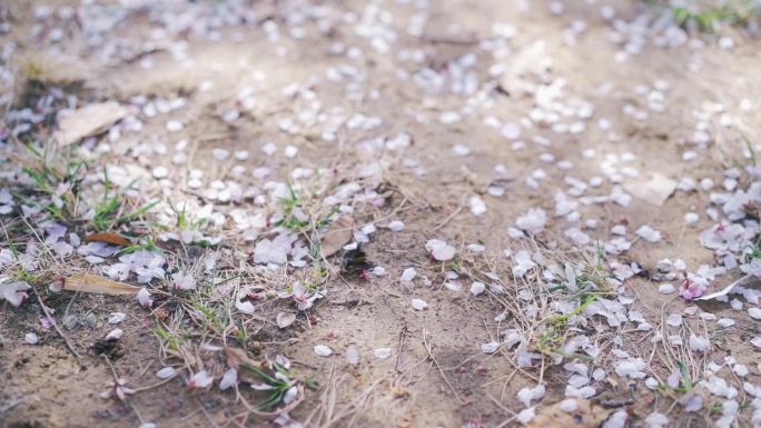 地上风吹花瓣