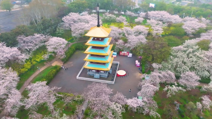 湖北武汉东湖樱花园春季风光