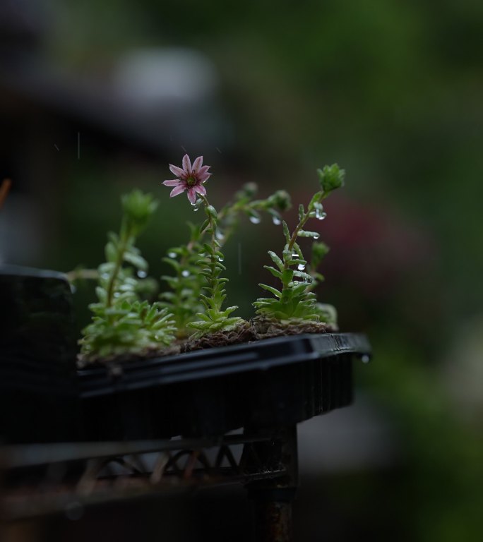 竖屏春天古镇春雨中的各种花朵绽放升格4K