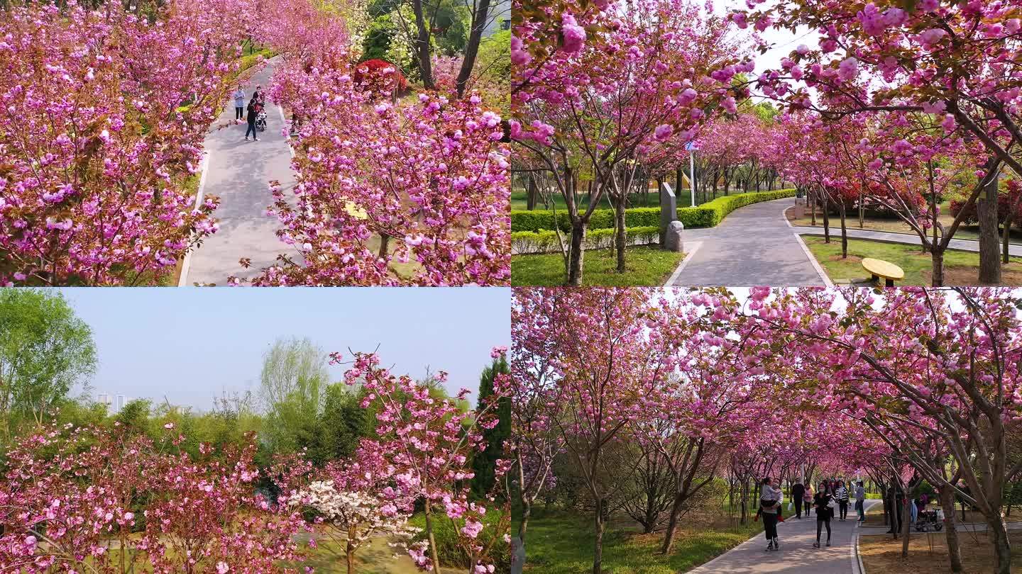 航拍郑州绿博园樱花