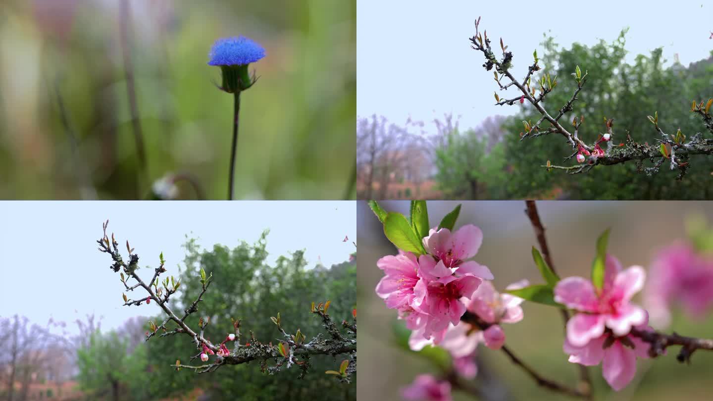 4K春天花草特写