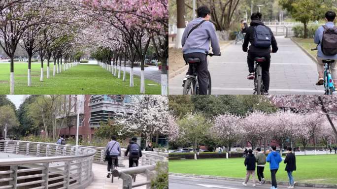 西南交通大学 校园 青葱岁月 少年 樱花