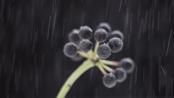 八角金盘果实下雨浇水