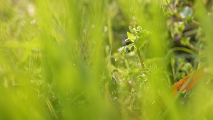 4K春天花草特写