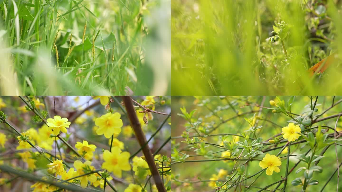 4K春天花草特写