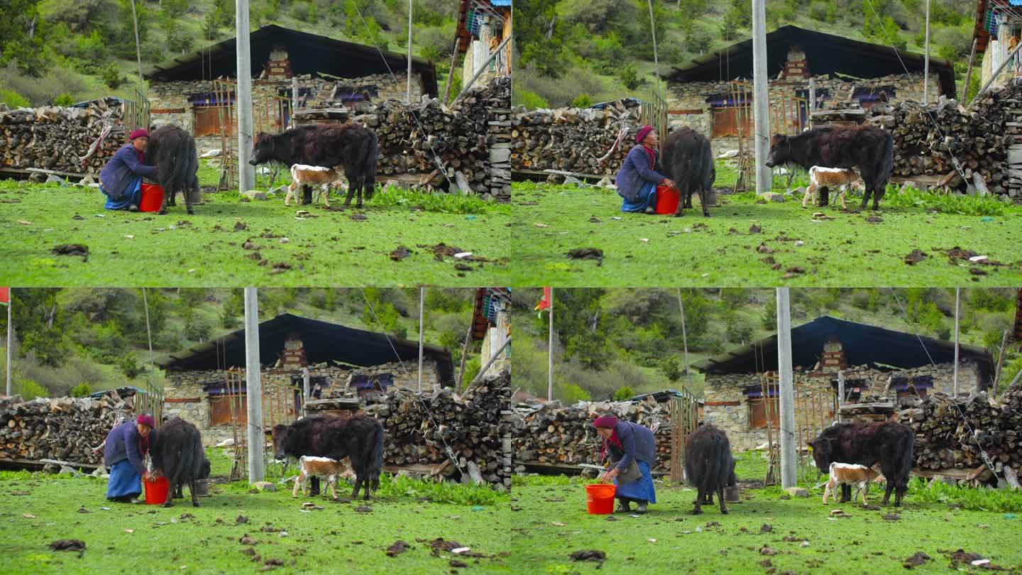 草原牦牛牛奶 牧民挤牛奶 藏族牧民的