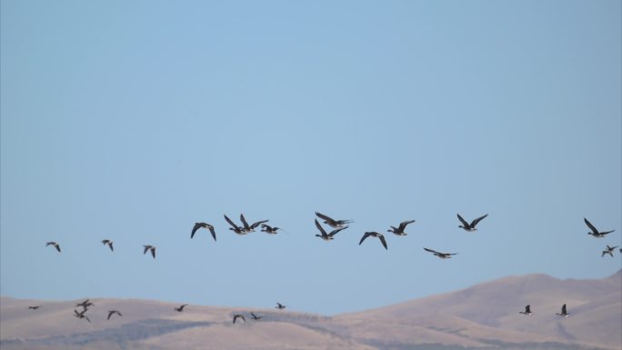 鸟类迁徙