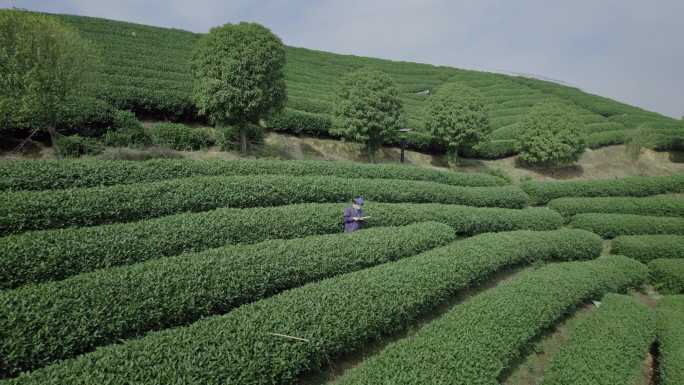 龙坞茶园 农业技术员 茶叶研究员