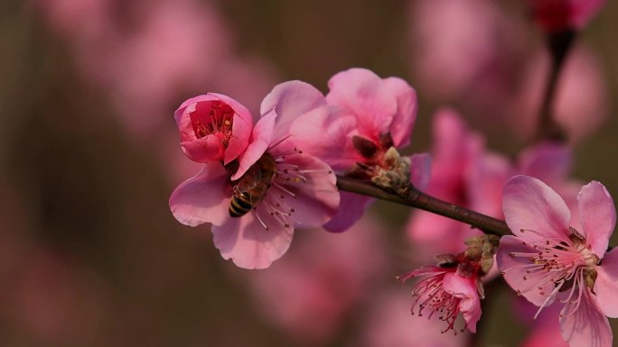 春暖花开桃花蜜蜂采蜜