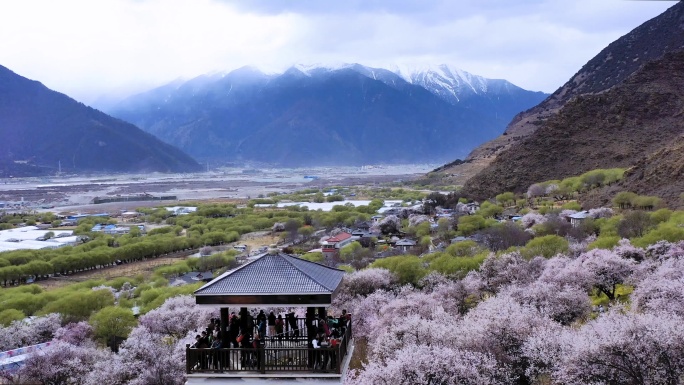 林芝桃花园航拍视频