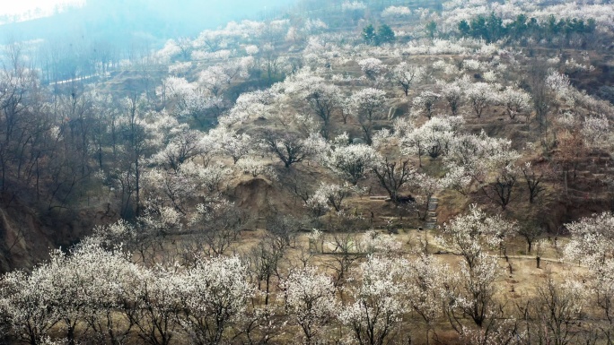 青岛杨家山里樱桃花风光