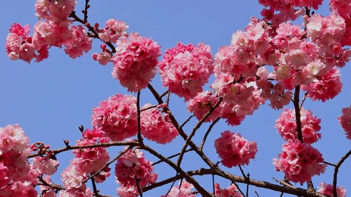 春暖花开樱花盛开