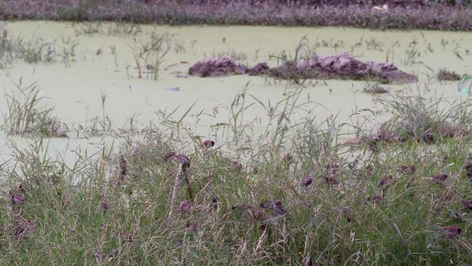 池塘边草丛里的麻雀