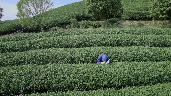 龙坞茶园 农业技术员 茶叶研究员