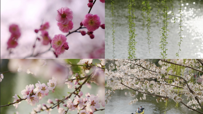 春日春天玄武湖空境桃花波光粼粼柳树蜜蜂