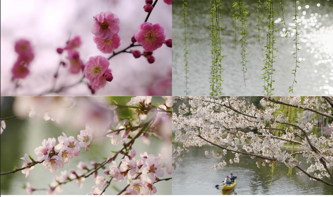 春日春天玄武湖空境桃花波光粼粼柳树蜜蜂