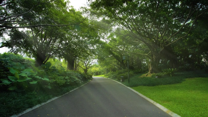 校园小道林荫大道林间小路森林 丁达尔光