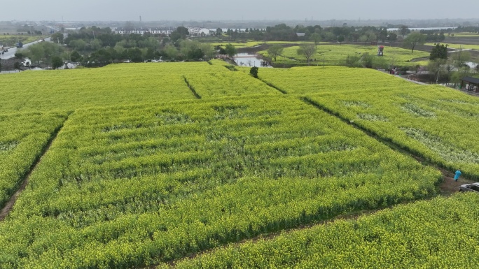 高清航拍2023年湖北省油菜花节