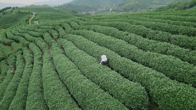 杭州龙坞茶园 采茶 明前茶