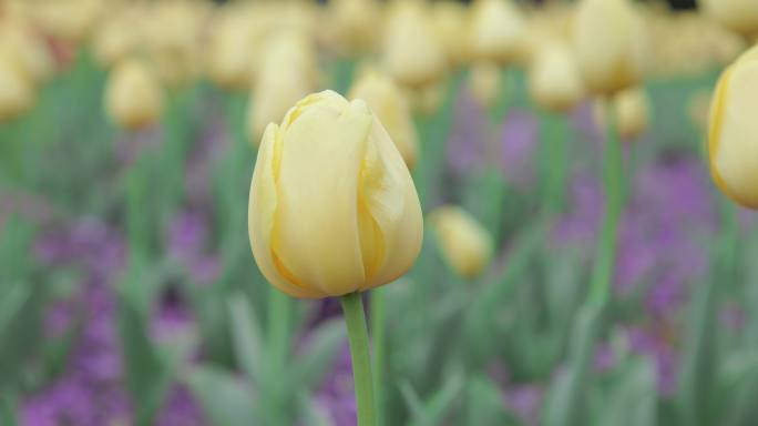 郁金香花海8K实拍素材