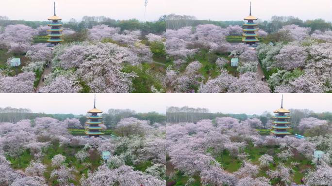 湖北武汉东湖樱花园春季风光