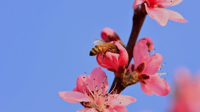 春暖花开桃花蜜蜂采蜜