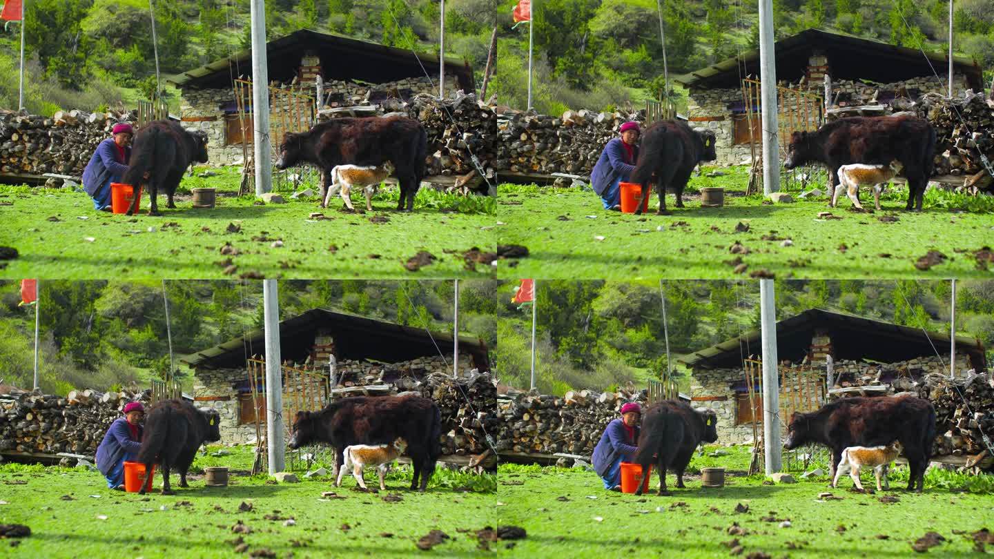 养殖牦牛挤奶 高原藏族人的一天 少