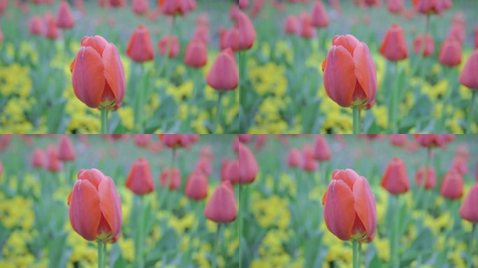 郁金香花海8K实拍素材