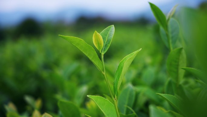 茶山茶园采摘茶叶