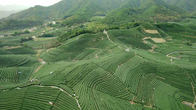 杭州龙坞茶园  明前茶