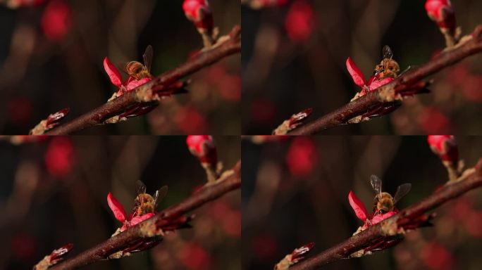 春天桃花蜜蜂采蜜