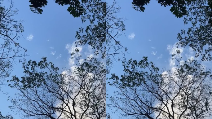 天空白云和树的合影