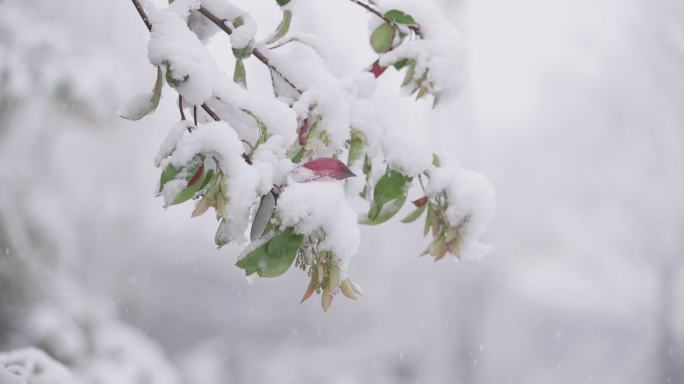 雪