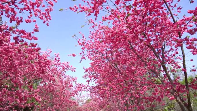 呈贡洛龙公园樱花大道