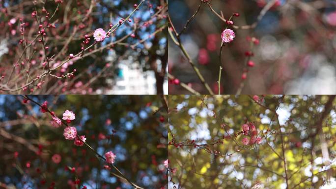 初春含苞待放的梅花