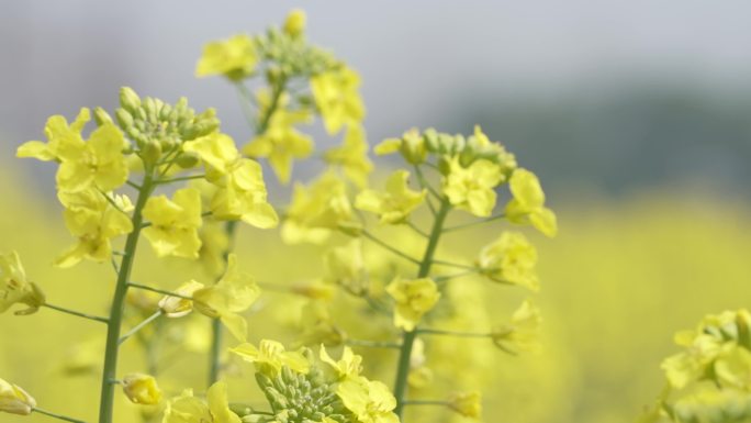 油菜花  变焦