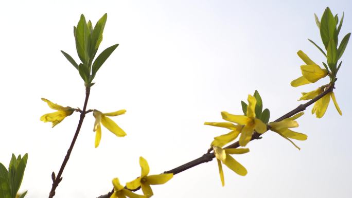 迎春花 春分 春天 春的味道 绿芽 黄花