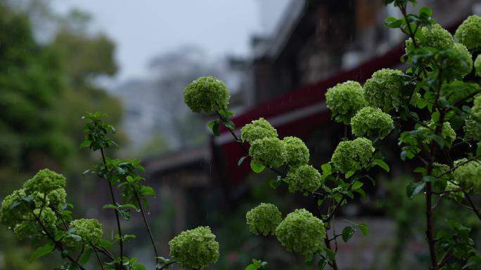 春雨中的绣球花八仙花春日意境春天气息4K