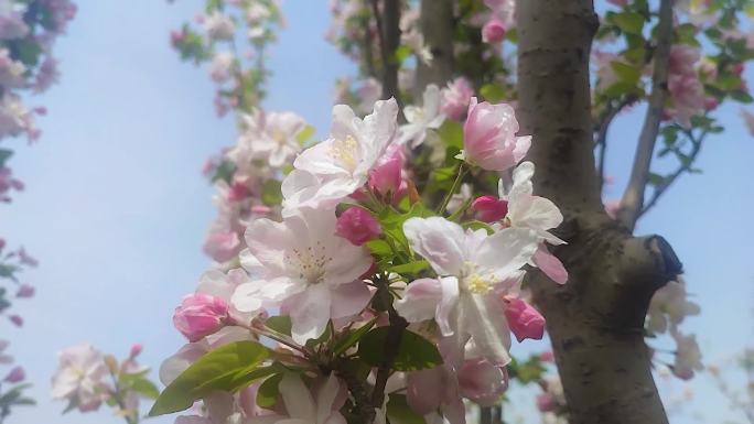 春日海棠花