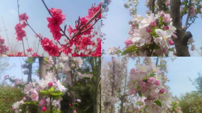春日海棠花