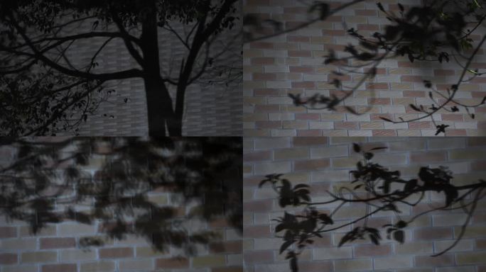 夜晚墙上树木树叶影子