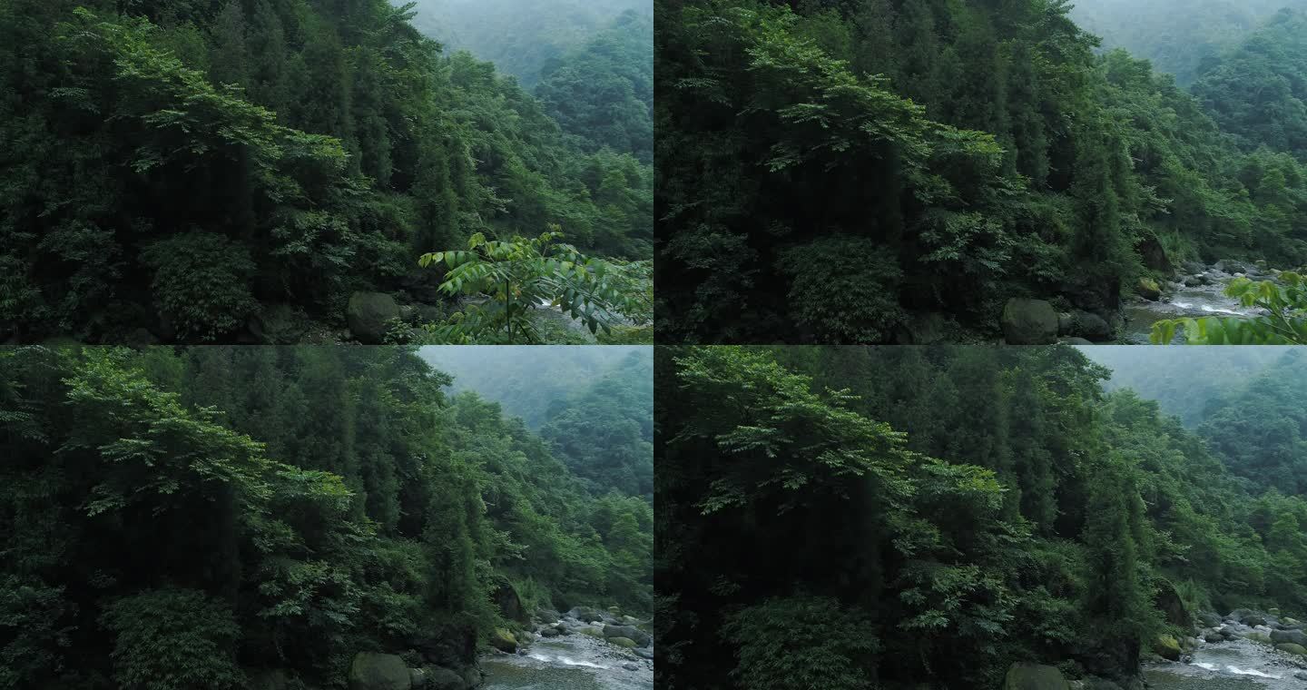 峨眉后山夏日山涧溪流清凉宜人