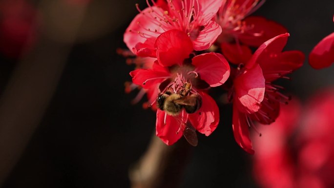 春天桃花蜜蜂采蜜