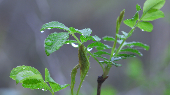 春雨绿植