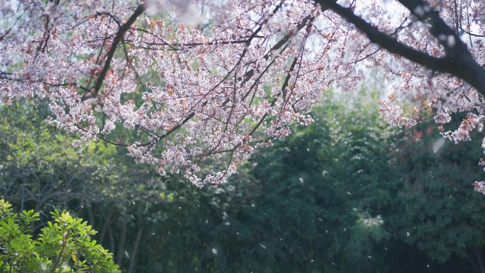 唯美浪漫飘落的花瓣雨 春天 春分 风景