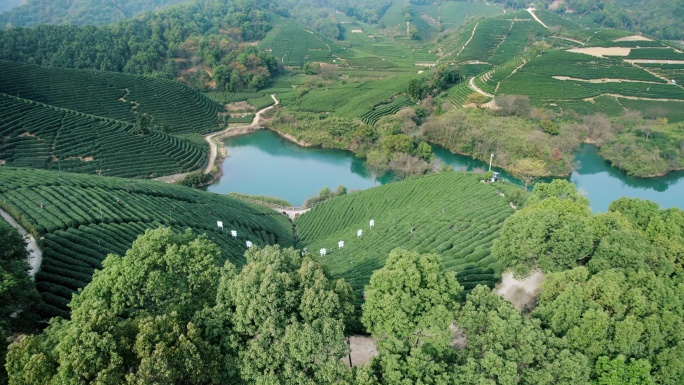 杭州龙坞茶园 光明寺水库