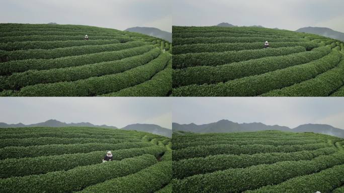 杭州龙坞茶园 采茶 明前茶