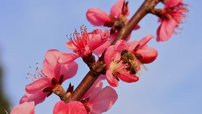 春天桃花蜜蜂采蜜